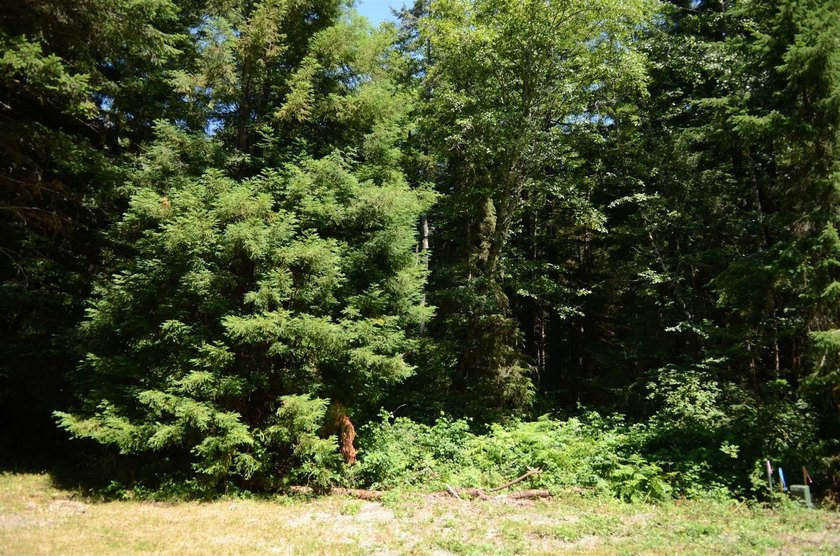 Rare and beautiful subdivision lot w/secluded privacy and Del - photo 10