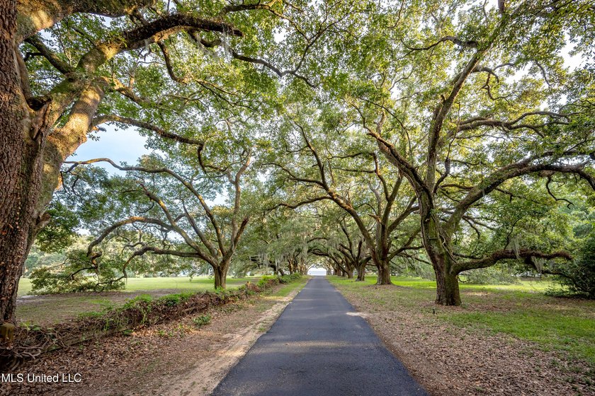 Gorgeous, centuries-old majestic oaks line these level, one-acre - photo 18