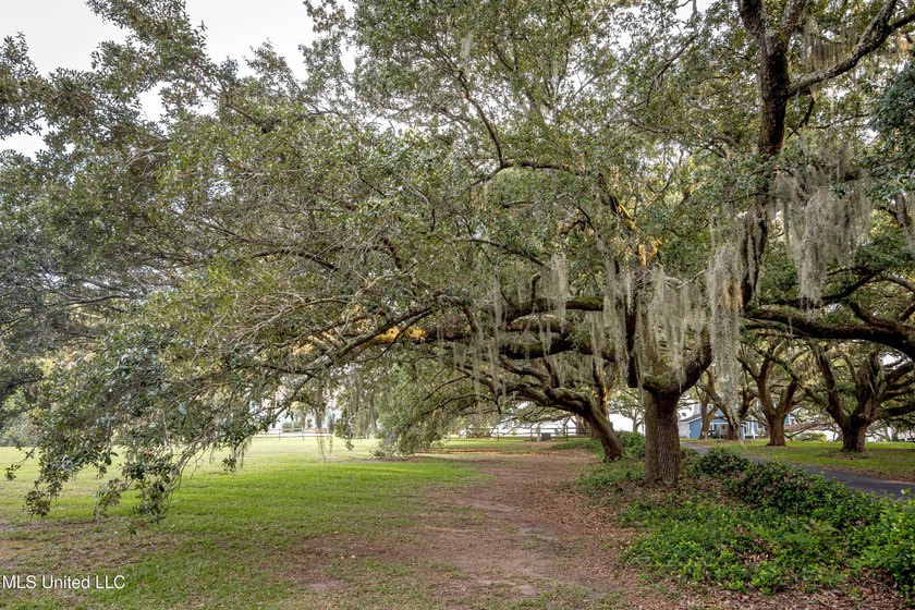 Gorgeous, centuries-old majestic oaks line these level, one-acre - photo 19