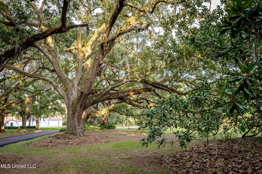 Gorgeous, centuries-old majestic oaks line these level, one-acre - photo 23
