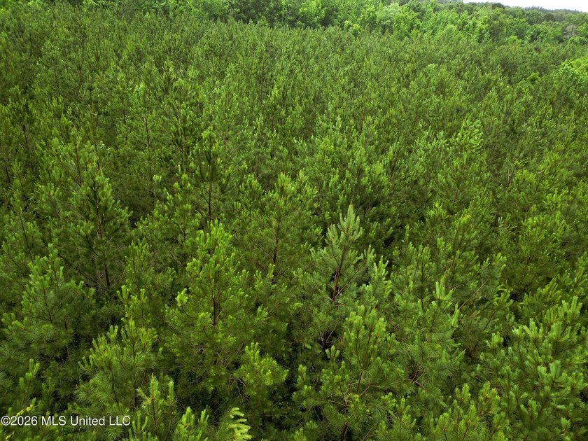 Lot for sale in Brookhaven, MSe check out this +/- 15-acre - photo 10