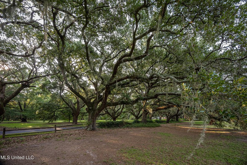 Gorgeous, centuries-old majestic oaks line these level, one-acre - photo 16