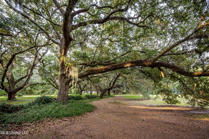 Gorgeous, centuries-old majestic oaks line these level, one-acre - photo 19