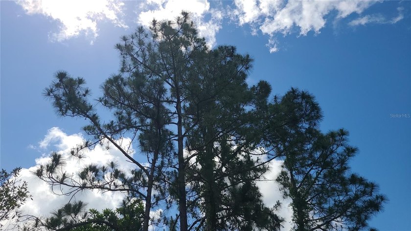 Blue Jordan Forest is a gated community in southeast Polk County - photo 10