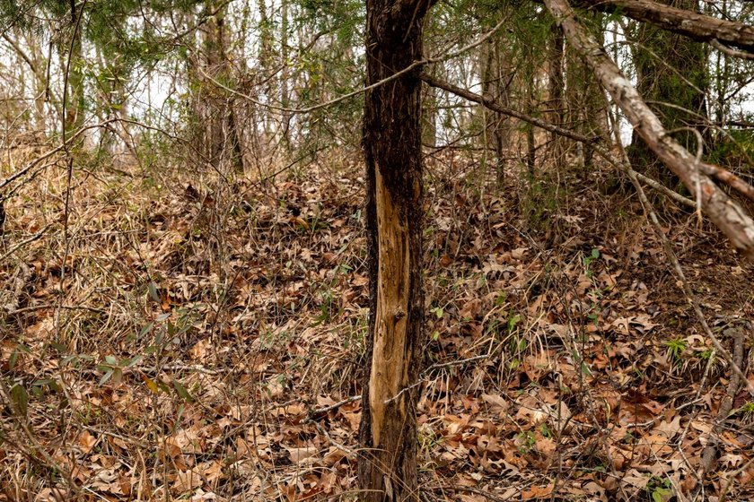 Nestled in the rolling hills of Warren County, Mississippi, this - photo 16
