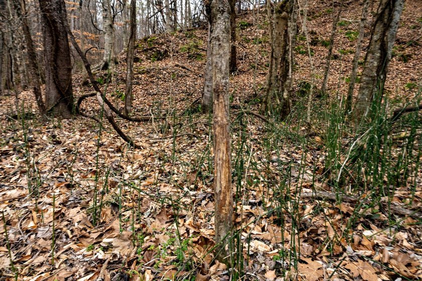 Nestled in the rolling hills of Warren County, Mississippi, this - photo 31