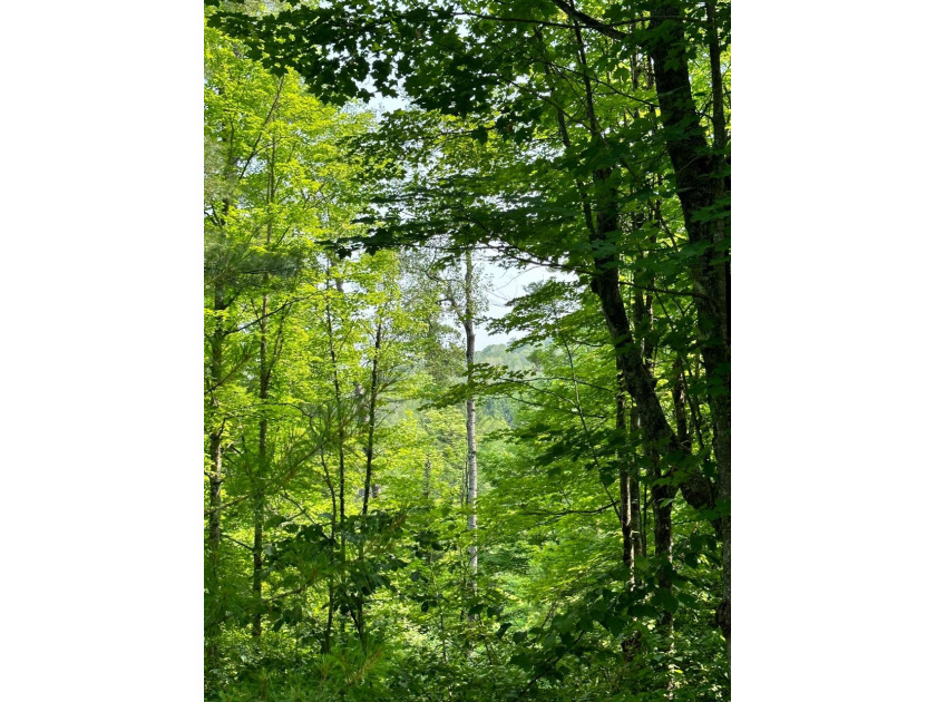 208 ACRES &amp; 2300' FRTG on Baltimore River!  SOLD - photo 22