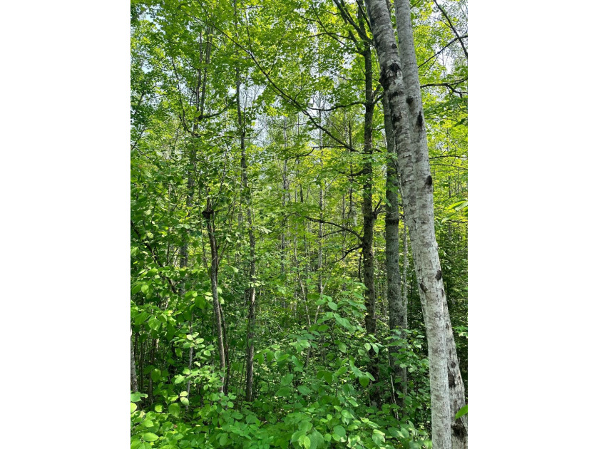 208 ACRES &amp; 2300' FRTG on Baltimore River!  SOLD - photo 44