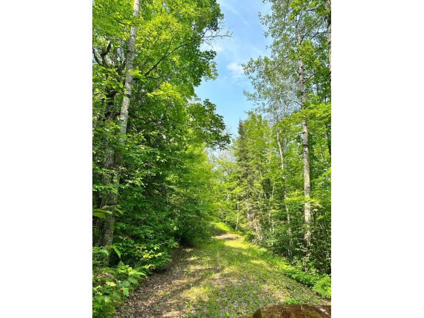208 ACRES &amp; 2300' FRTG on Baltimore River!  SOLD - photo 47