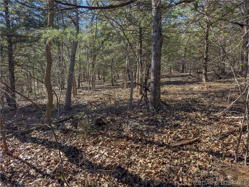 5.7 Acres that is wooded and a great parcel for your Lake View - photo 19