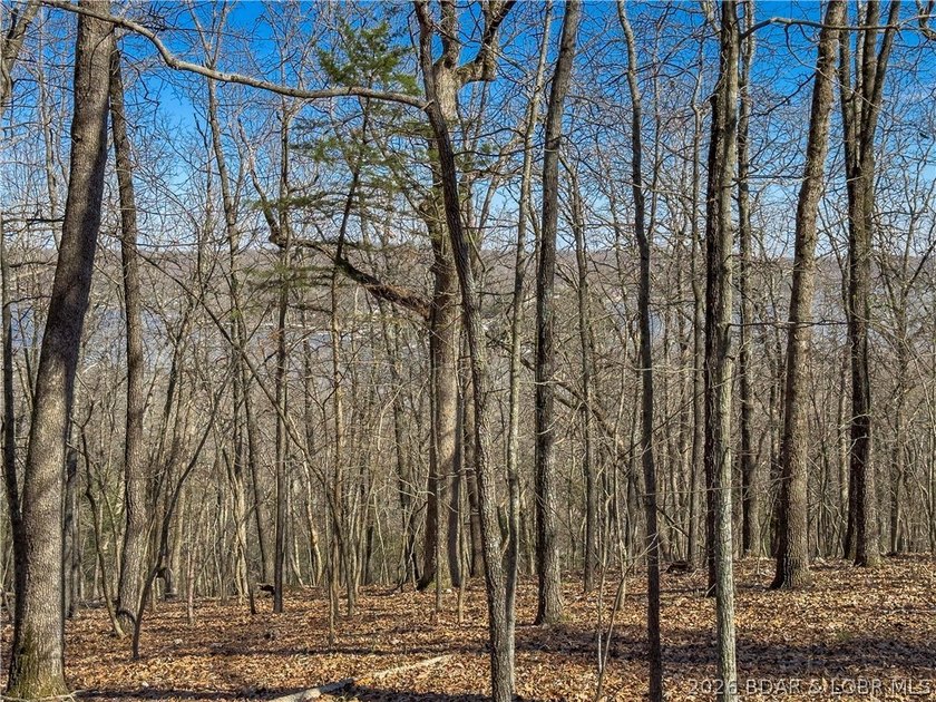 5.7 Acres that is wooded and a great parcel for your Lake View - photo 26