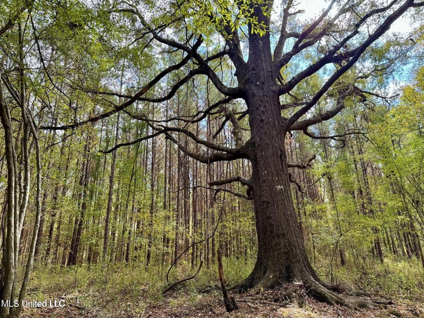 Wait, what?! Yep... this is a rare opportunity to own 102 acres - photo 13