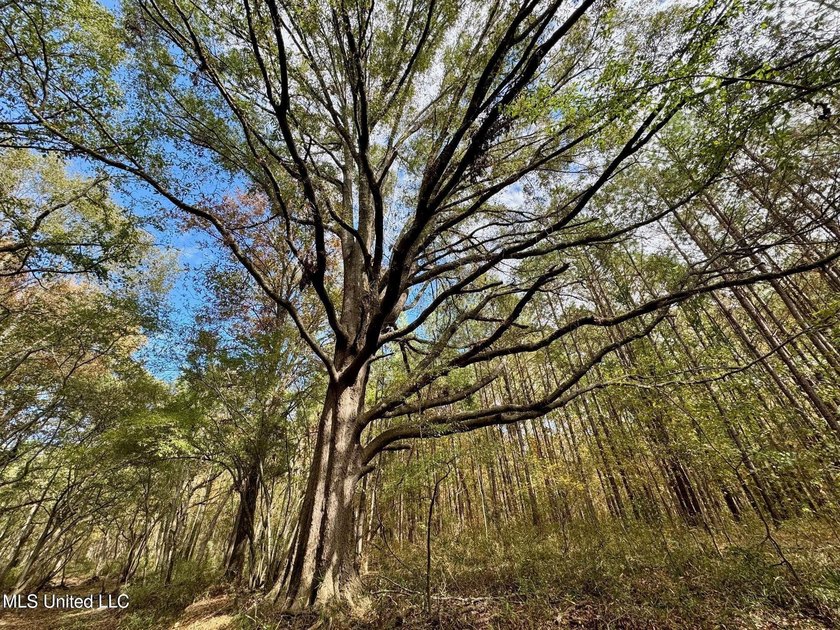 Wait, what?! Yep... this is a rare opportunity to own 102 acres - photo 14