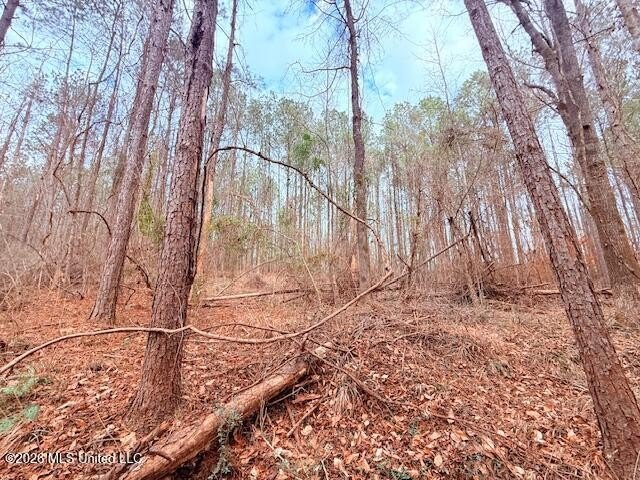42 Acres of wooded creek front property located on Busy Corner - photo 19