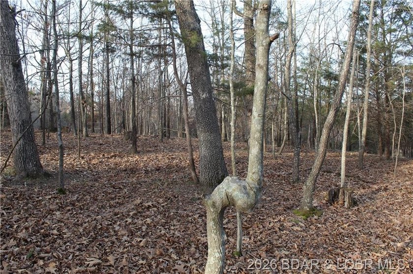 Nice building lot overlooking Gladstone Cove. Property lays nice - photo 14