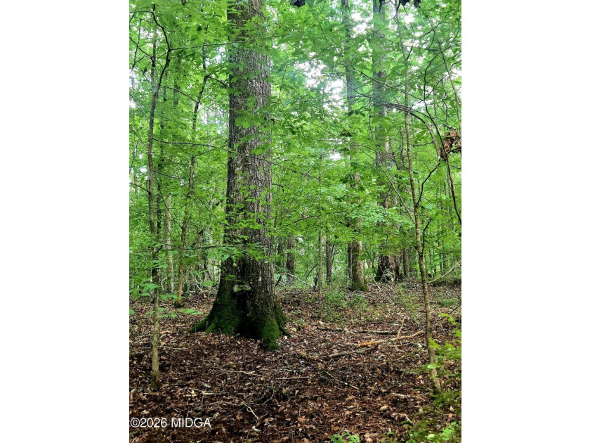 Four beautiful parcels available just off Highway 42 South in - photo 13