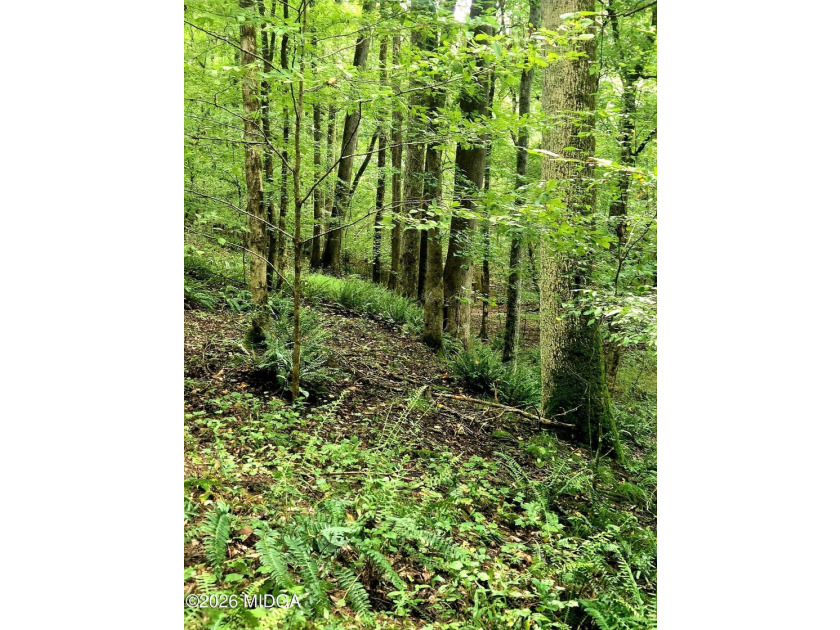 Four beautiful parcels available just off Highway 42 South in - photo 15