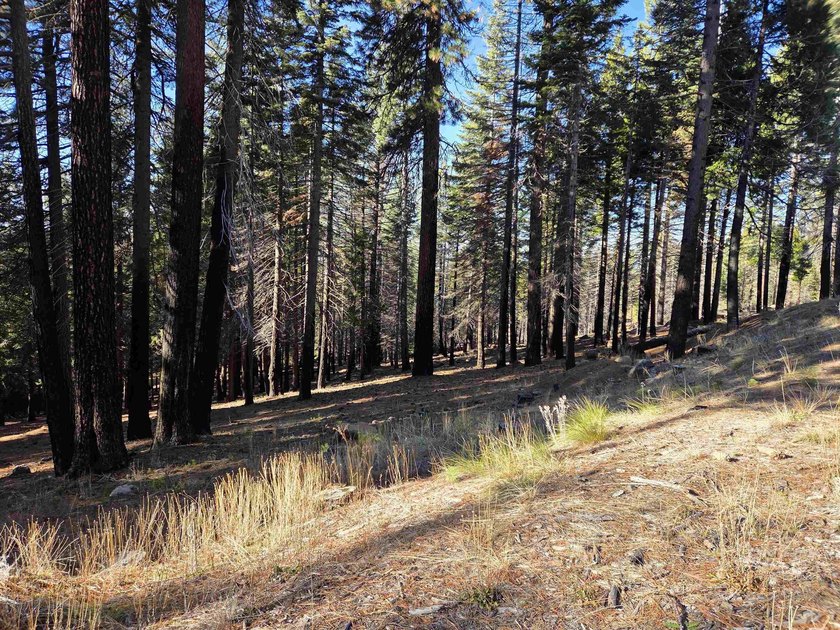 Nice .67 acre parcel in Lake Almanor West. Located on a quiet - photo 4