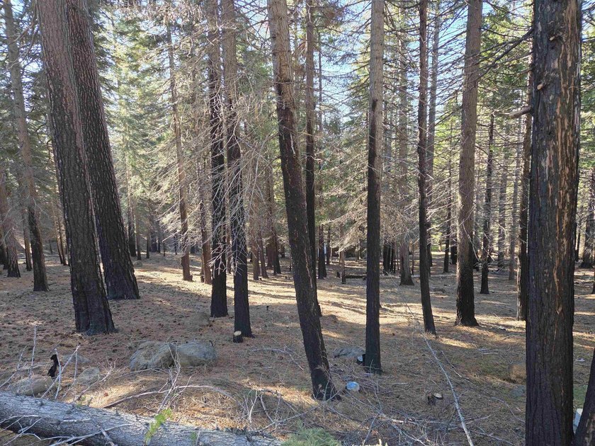 Nice .67 acre parcel in Lake Almanor West. Located on a quiet - photo 6