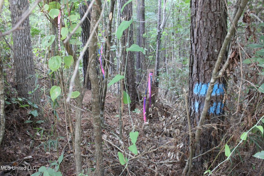 Welcome to this beautiful wooded tract of land located in - photo 11