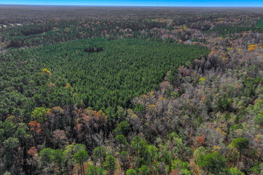 Build your dream home on this beautiful 76.24-acre property in - photo 11