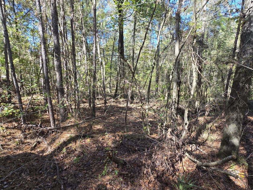 Build your dream home on this beautiful 76.24-acre property in - photo 33