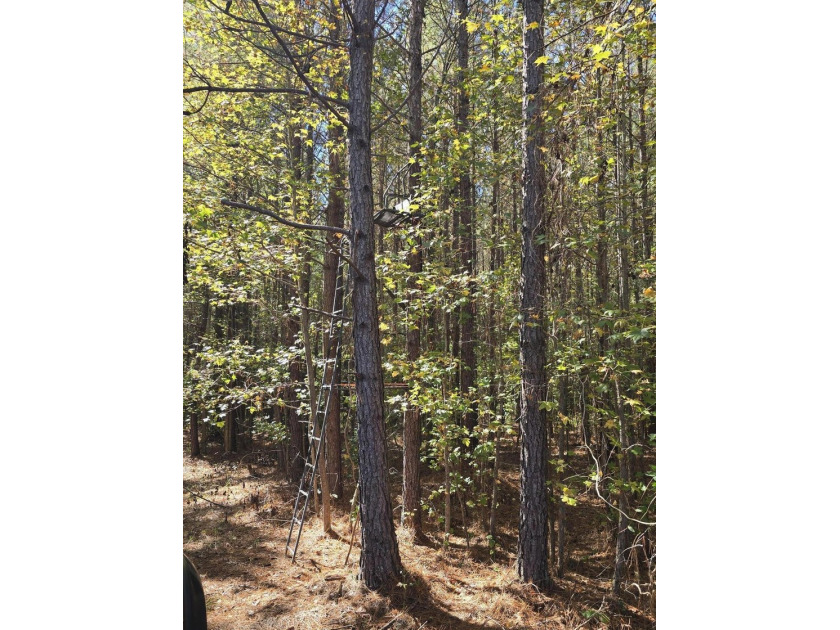 Build your dream home on this beautiful 76.24-acre property in - photo 34