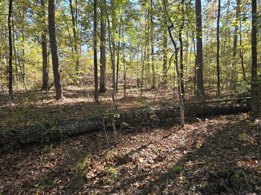 Build your dream home on this beautiful 76.24-acre property in - photo 40