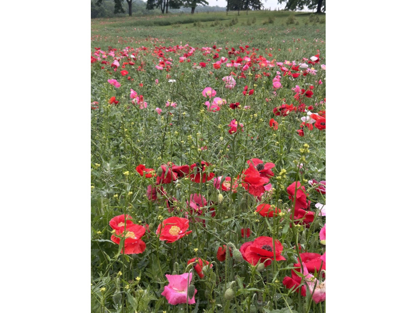 Nestled in Verona and on the outskirts of Mt. Horeb you have - photo 15