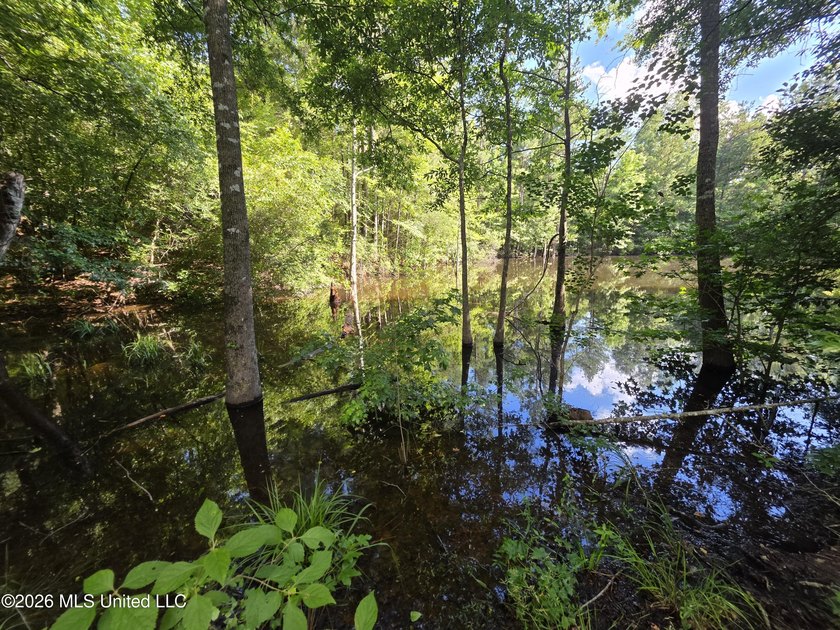 73.6+/- Acres on Summers Lane | Brookhaven, Mississippi Welcome - photo 3