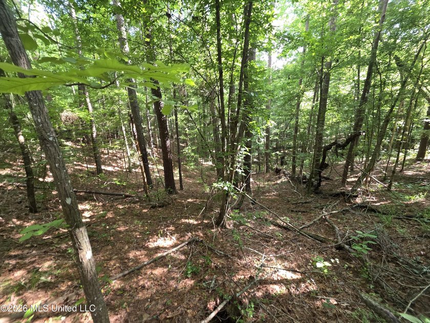 73.6+/- Acres on Summers Lane | Brookhaven, Mississippi Welcome - photo 9