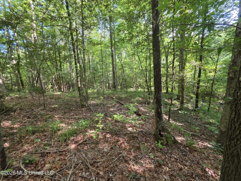 73.6+/- Acres on Summers Lane | Brookhaven, Mississippi Welcome - photo 10