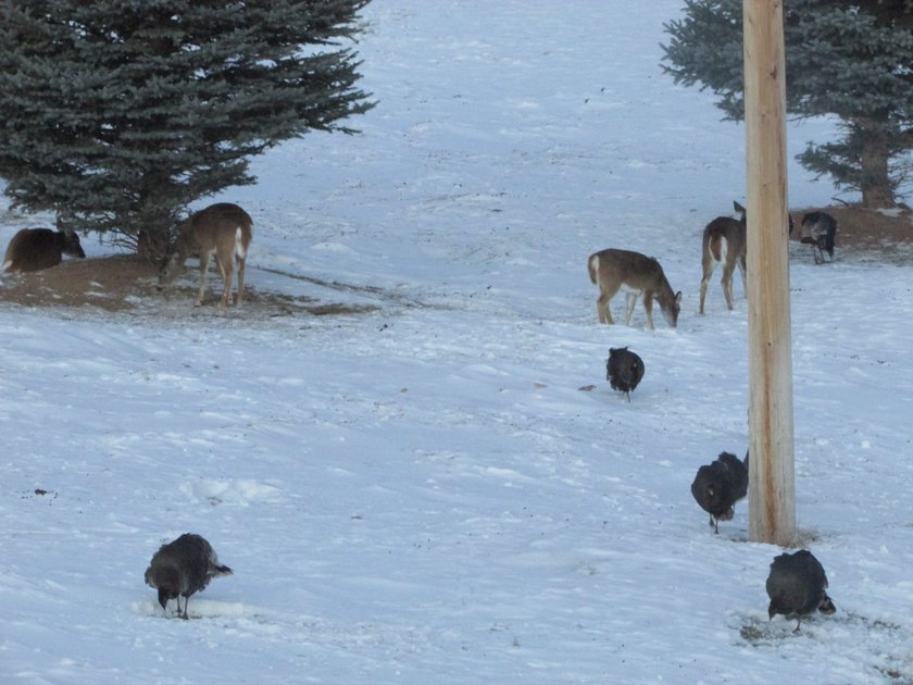 Bear Ridge Compound is a 120-acre turnkey property on Bear Ridge - photo 31