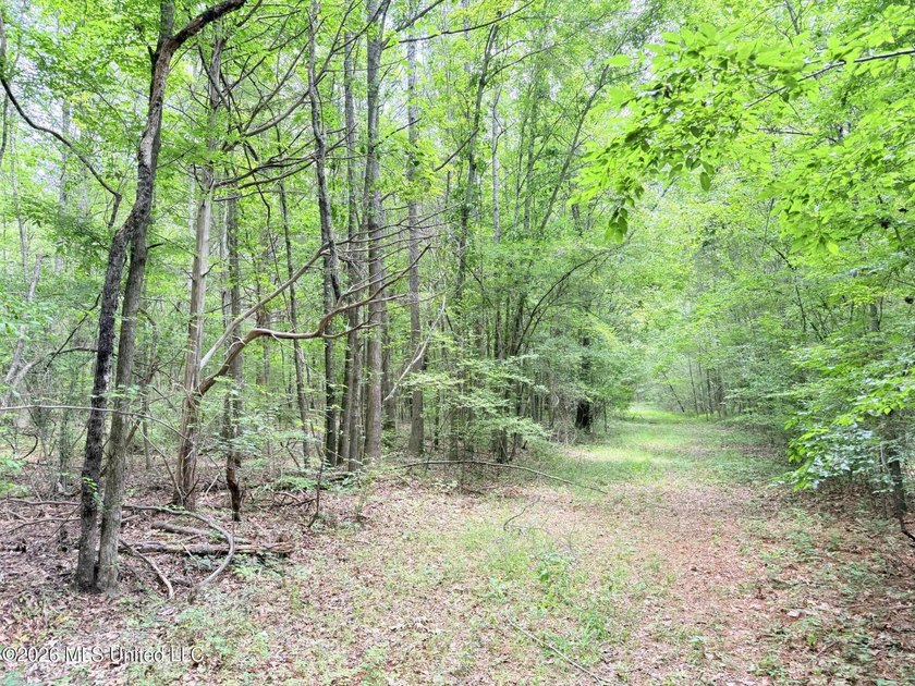 This 164.19 surveyed-acre property on Potluck Road in Canton - photo 8