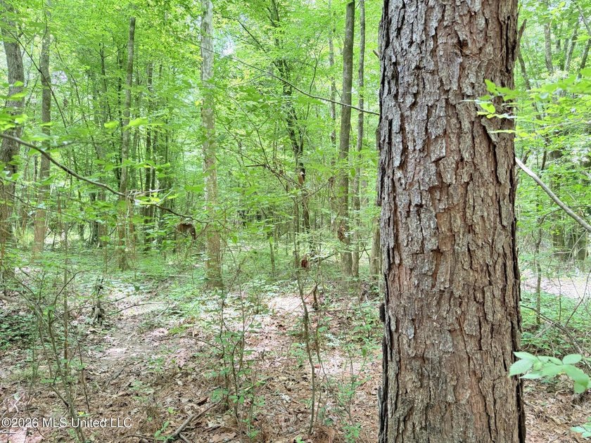 This 164.19 surveyed-acre property on Potluck Road in Canton - photo 9