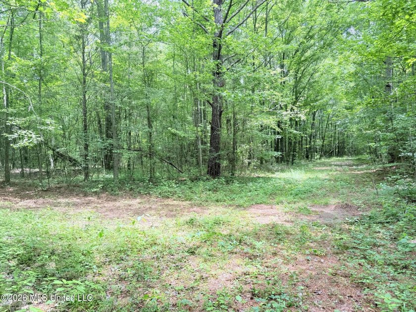 This 164.19 surveyed-acre property on Potluck Road in Canton - photo 10