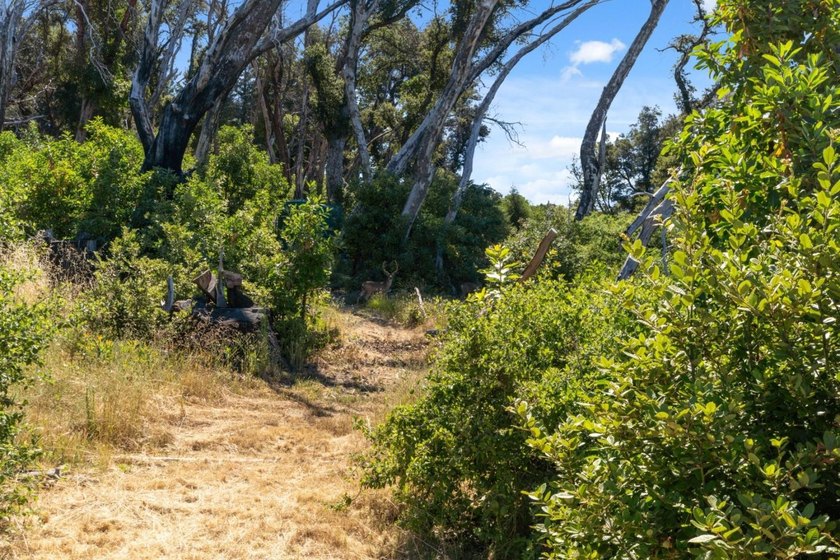 Escape to the beauty of the Santa Cruz Mountains with this - photo 6