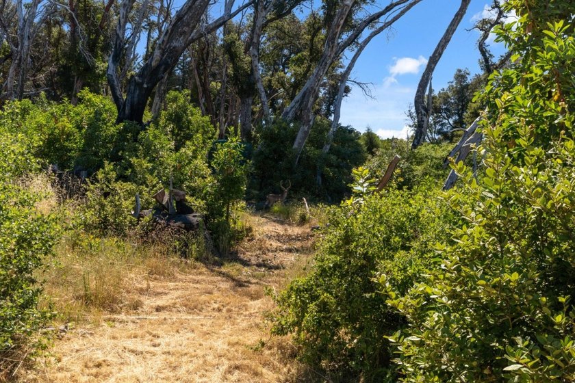 Escape to the beauty of the Santa Cruz Mountains with this - photo 7