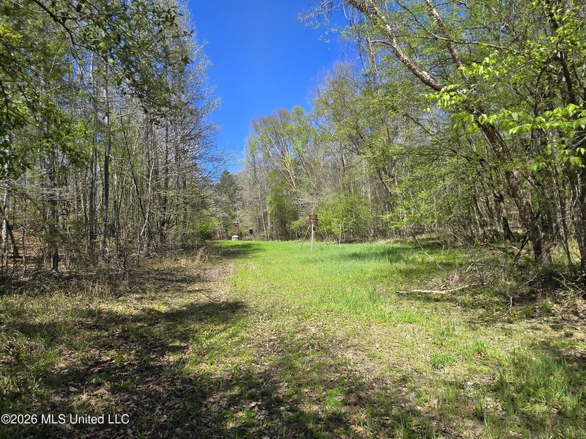 Hunting Cabin on 63 Acres in Franklin County, Mississippi - photo 13