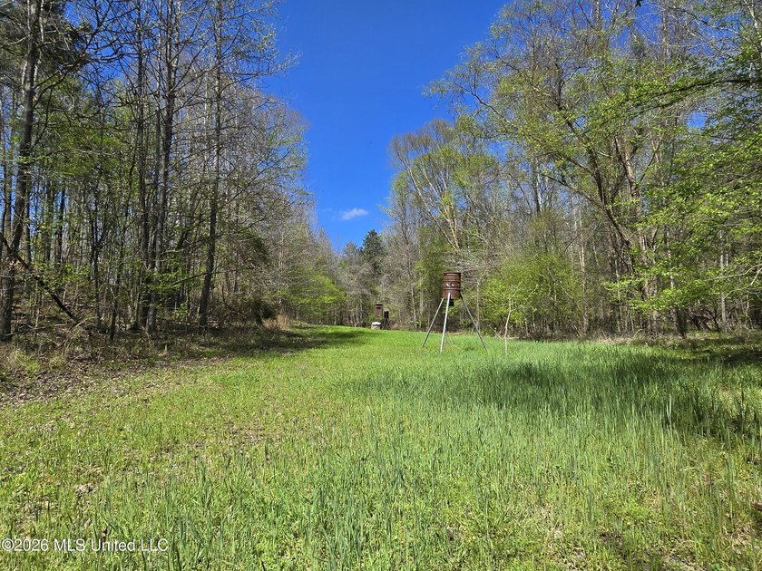 Hunting Cabin on 63 Acres in Franklin County, Mississippi - photo 14
