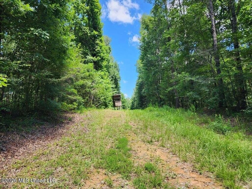 Hunting Cabin on 63 Acres in Franklin County, Mississippi - photo 15
