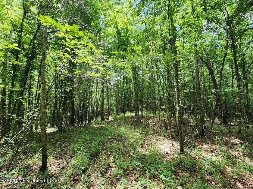 Hunting Cabin on 63 Acres in Franklin County, Mississippi - photo 20