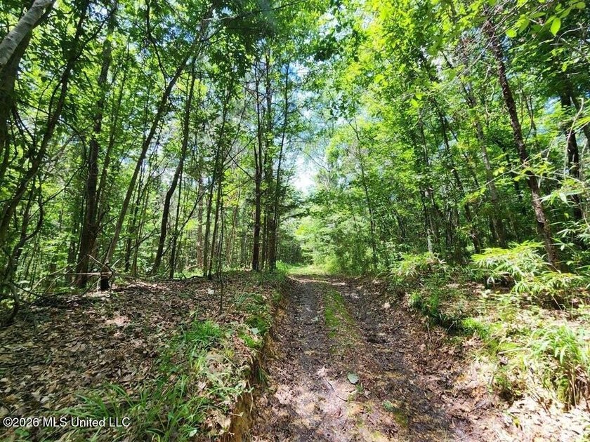 Hunting Cabin on 63 Acres in Franklin County, Mississippi - photo 21