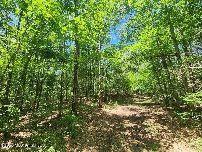 Hunting Cabin on 63 Acres in Franklin County, Mississippi - photo 22