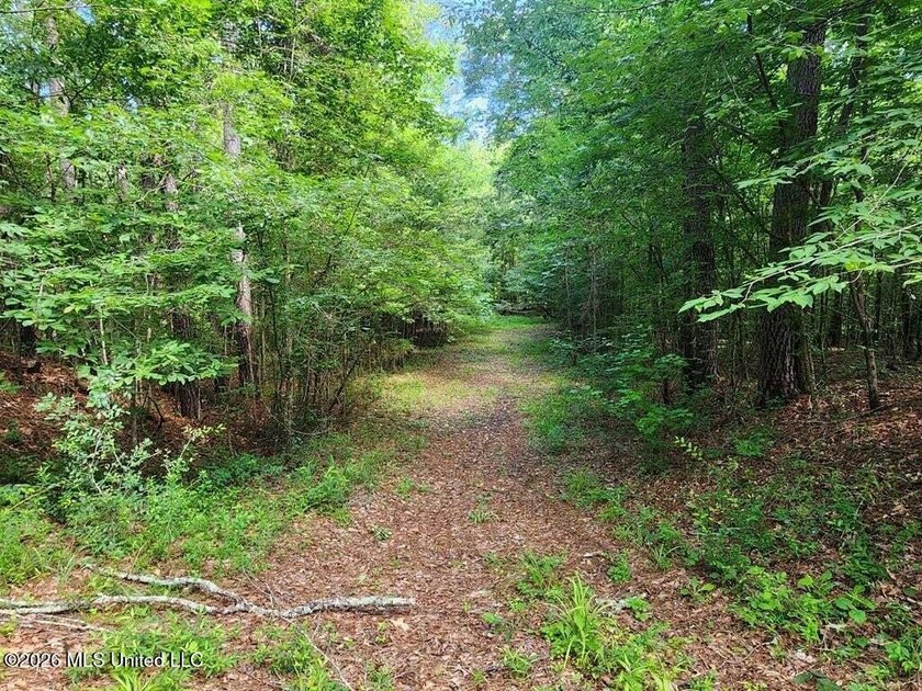 Hunting Cabin on 63 Acres in Franklin County, Mississippi - photo 35