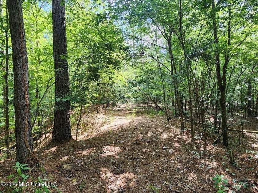 Hunting Cabin on 63 Acres in Franklin County, Mississippi - photo 36