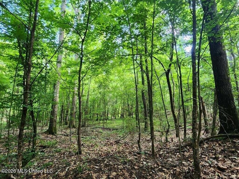 Hunting Cabin on 63 Acres in Franklin County, Mississippi - photo 37