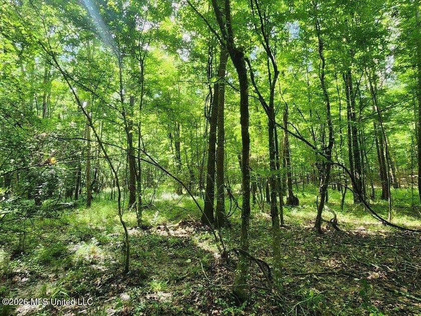 Hunting Cabin on 63 Acres in Franklin County, Mississippi - photo 38
