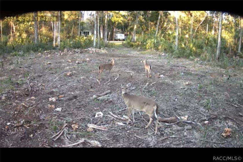 Build your dream home in Old Homosassa on this .47 acre cleared - photo 6