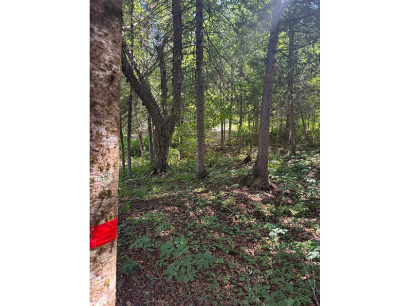 Great land opportunity with access to the magnificent Lac de la - photo 7